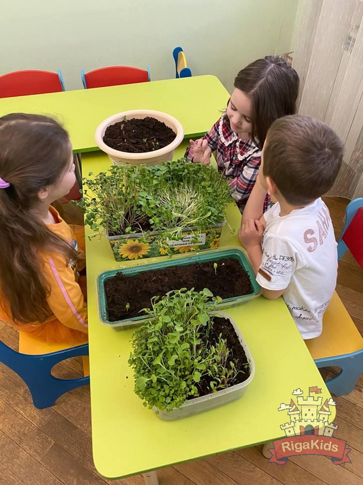 Микроогород в детском саду RigaKids, выращиваем зелень